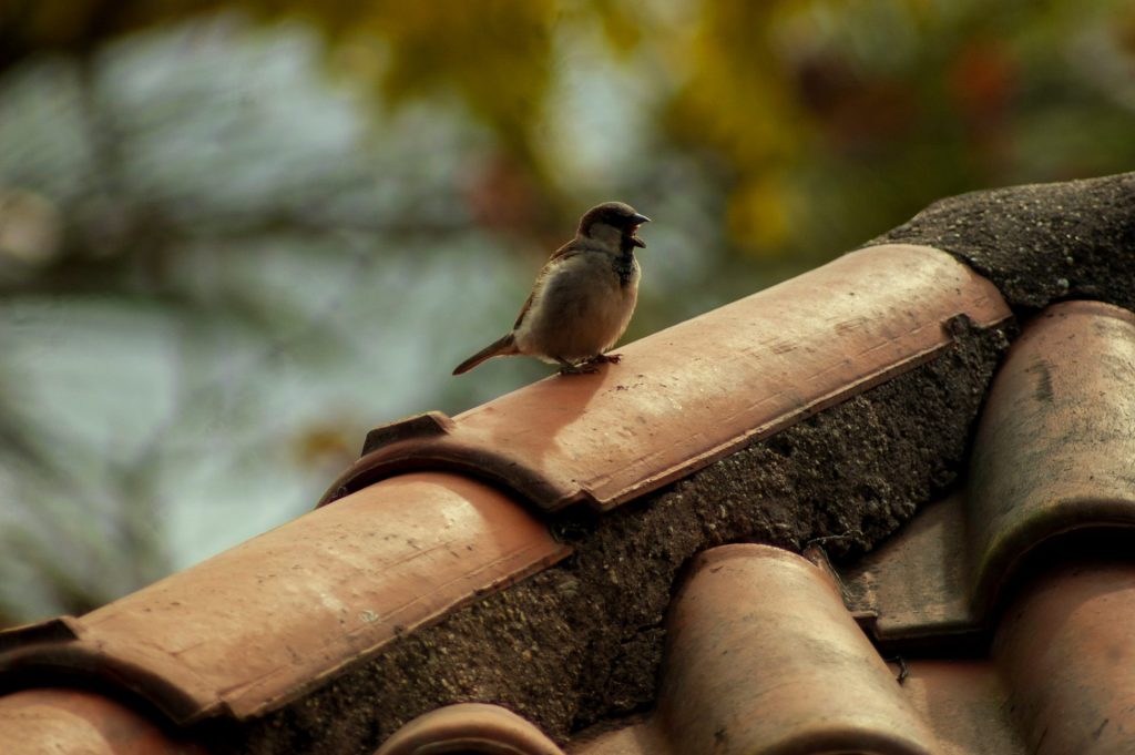 black and gray bird standing on house roof